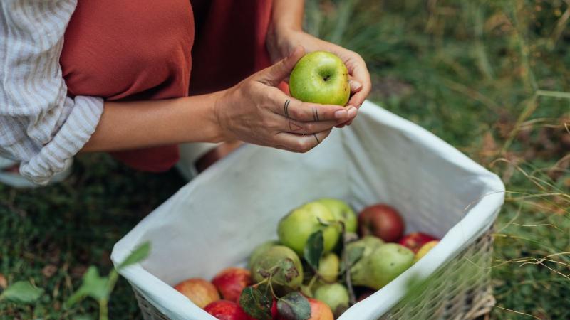 Picking apples